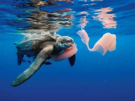What Eats Box Jellyfish .
